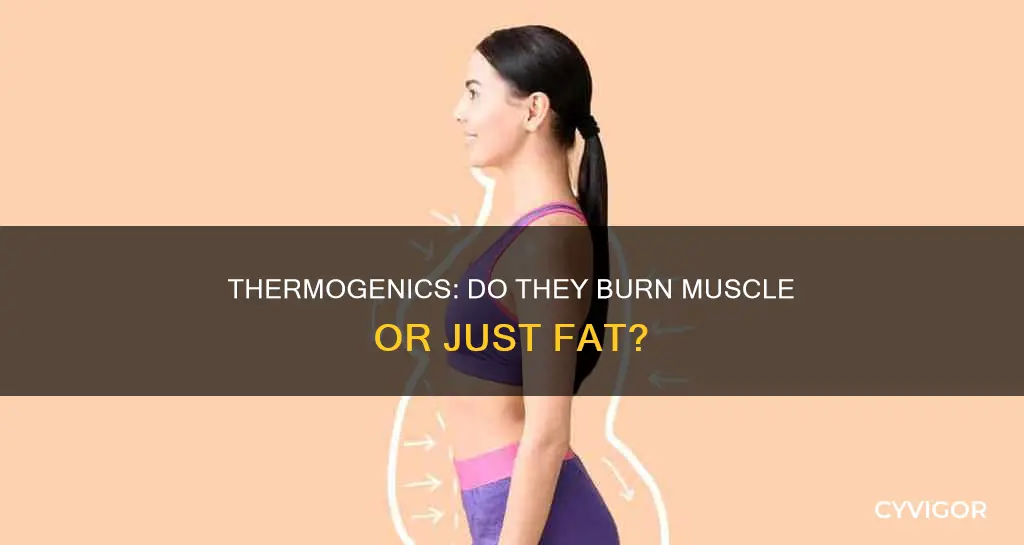 will thermogenics burn muscle