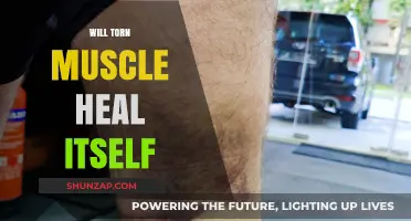 Torn Muscle: Can It Heal on Its Own?