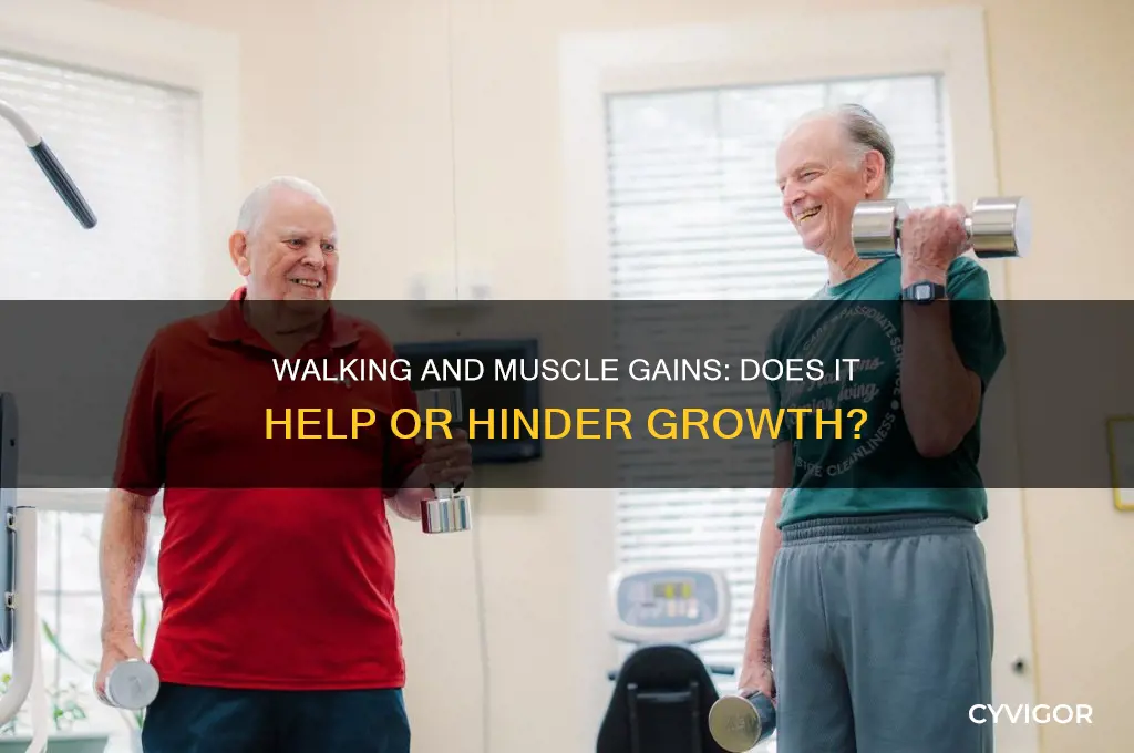 will walking affect my muscle gains