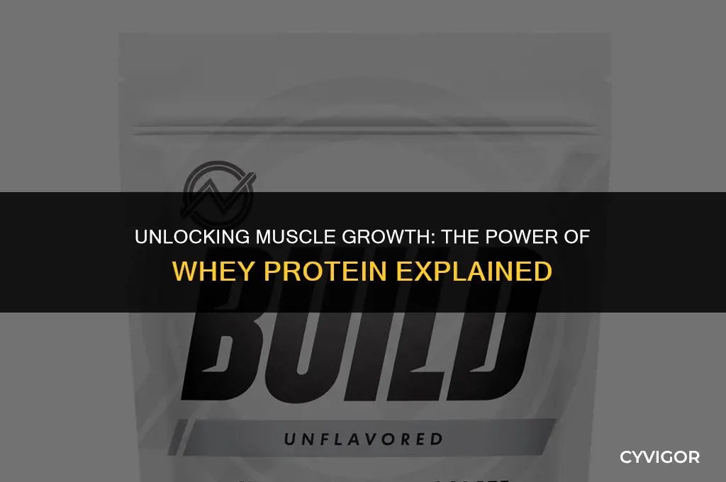 will whey protein build muscle