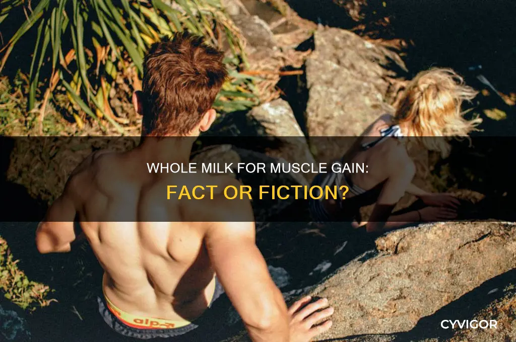 will whole milk make you gain muscle
