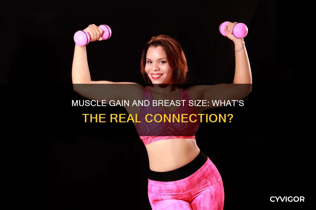 will your breast shrink if you gain muscle