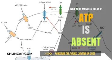 Muscle Relaxation Without ATP: Understanding Energy's Role in Recovery