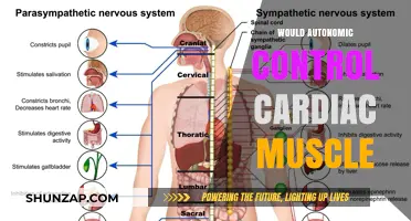 Autonomic Control of Cardiac Muscle: Unraveling the Intricacies