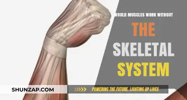 Muscles Without Bones: Exploring Their Functionality Beyond the Skeletal System